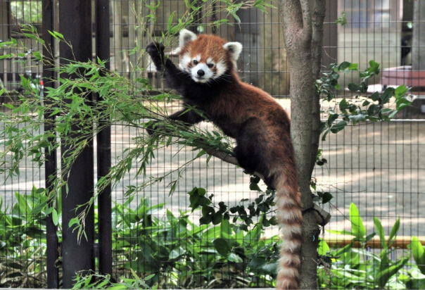 秋の動物園まつり